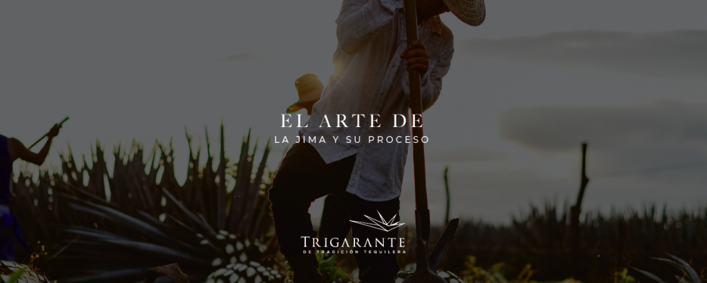 La jima y su proceso