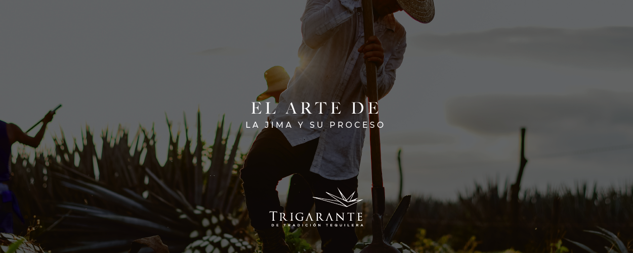 La jima y su proceso