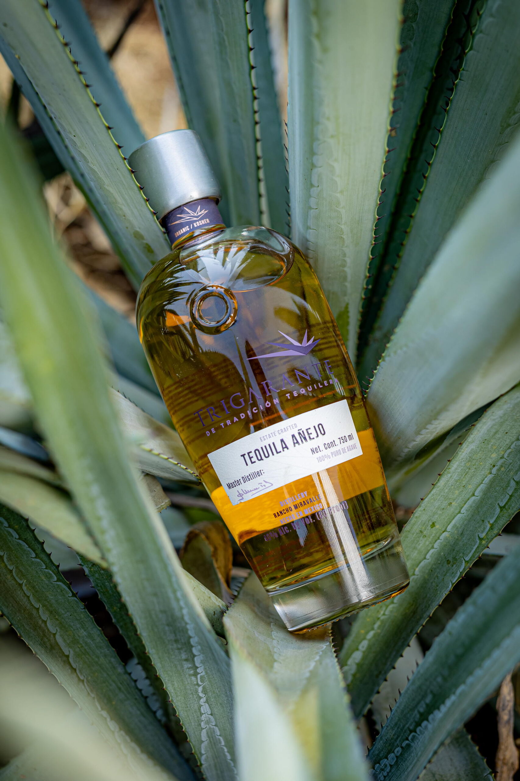 Añejo
